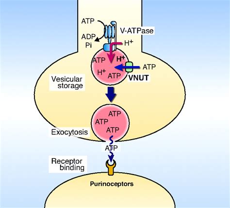 Identification Of A Vesicular Nucleotide Transporter Pnas