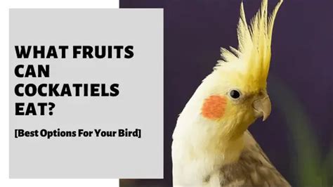 What Fruits Can Cockatiels Eat [best Options For Your Bird]