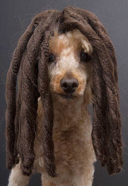 Poodle With Dreads Stock Photos Pictures And Royalty Free Images Istock