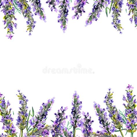 Lavender Flowers Watercolor Border Stripe Floral Card Stock Photo