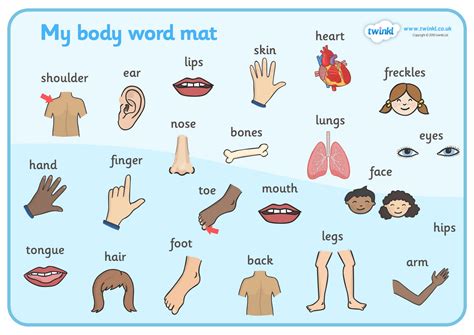 Las Partes Del Cuerpo Biology Quiz Quizizz Hot Sex Picture