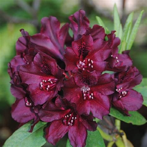 Rhododendron Dark Lord Knippel Garden Centre