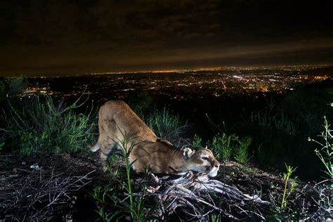 Puma Profiles - Santa Monica Mountains National Recreation Area (U.S. National Park Service)