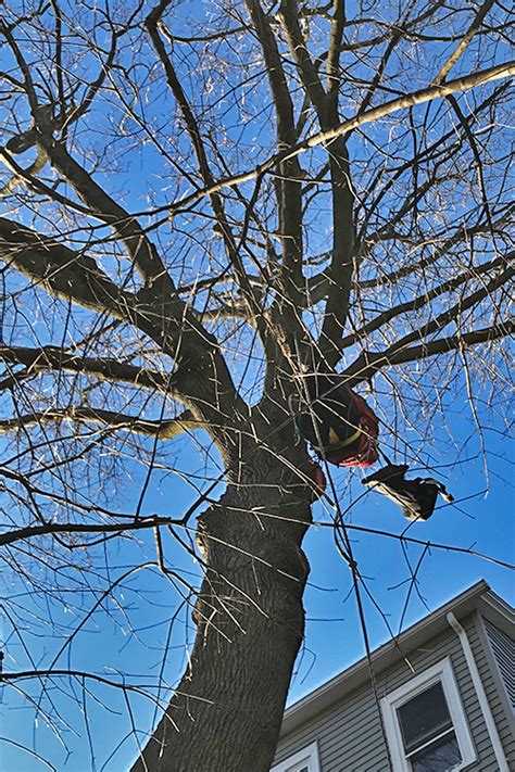 ARL’s First Cat in Tree Rescue of 2020 - Animal Rescue League of Boston