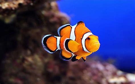 Clown Fish Clownfish Hd Wallpaper Pxfuel