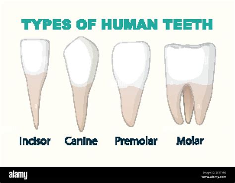 diagram showing incisor canine premolar molar teeth stock vector