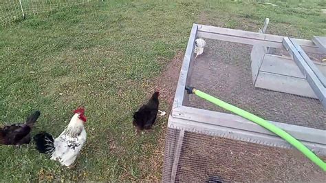 See How Chickens Are Expert Mouse Catchers Video Dailymotion