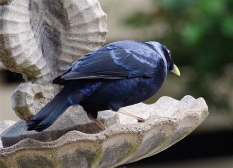 Satin Bower Bird (Male) - PentaxForums.com