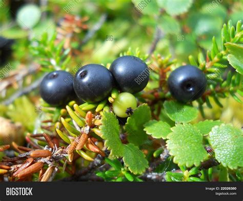 Wild Alaskan Blackberry Image And Photo Bigstock