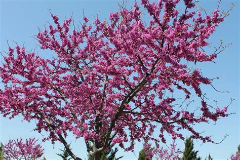 Eastern Redbud Tree A Breathtaking Flowering Native To North America