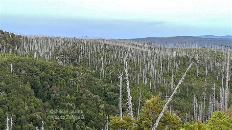 Alberto Zúñiga B on Twitter Cordillera pelada Alerce costero