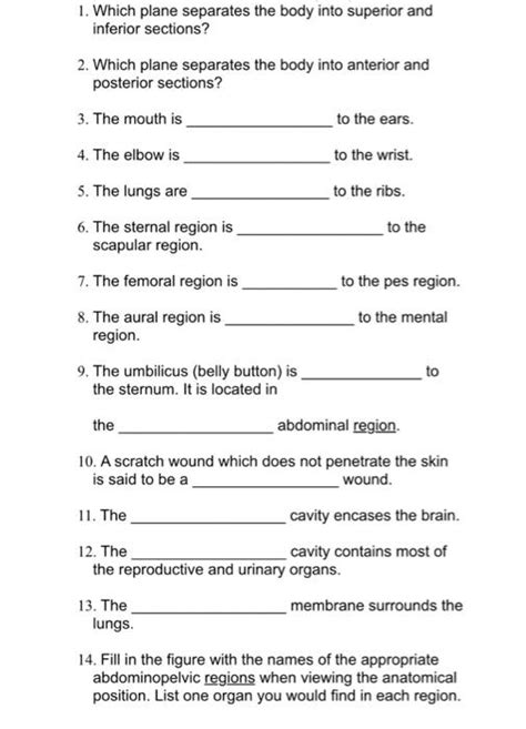 Solved 1. Which plane separates the body into superior and | Chegg.com
