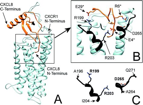 Rational Design Of A Peptide Capture Agent For Cxcl8 Based On A Model