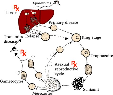 A Schematic Of The Human Segment Of The Plasmodium Spp Life Cycle Rx Download Scientific