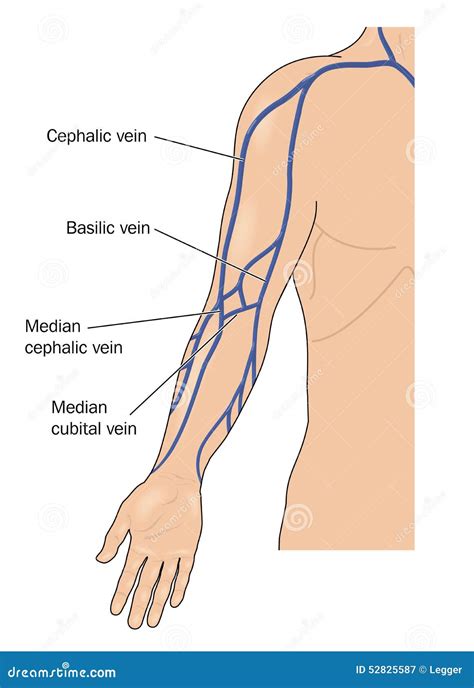 Venas Del Brazo Ilustraci N Del Vector Imagen