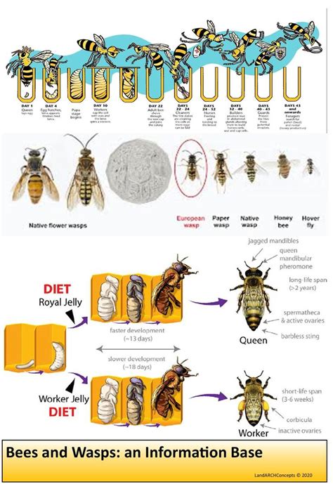 wasp life cycle timeline - Milo Faust