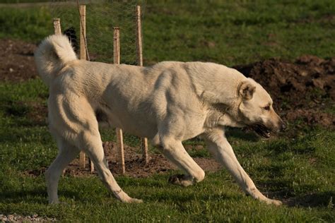 Kangal Shepherd Dog Everything You Ought To Know About The Dog Breed