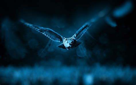 Night Owl wallpaper | animals | Wallpaper Better