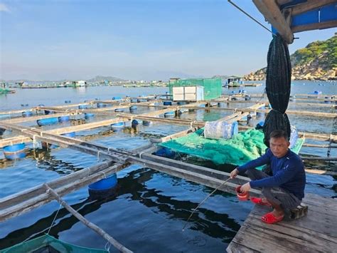 Developing lobster farming: disease outbreak issues