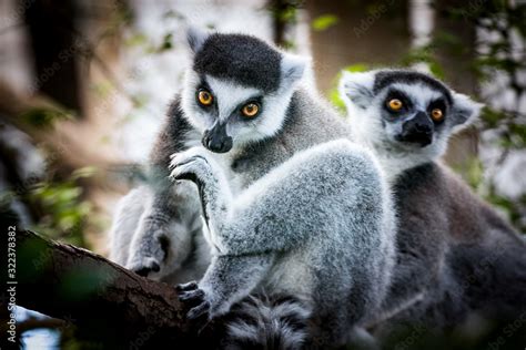 Lemur Madagascar The Ring Tailed Lemur Is A Large Strepsirrhine Primate