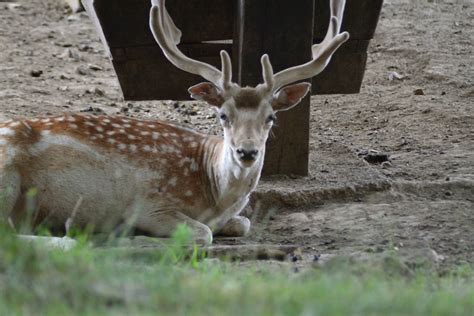 Fallow Deer 4 By Dralberthoffstein On Deviantart