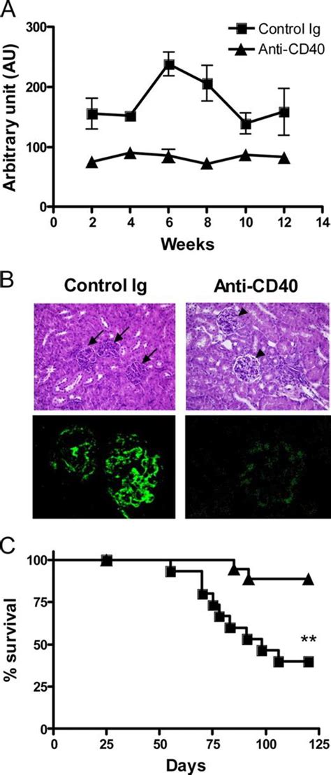 Breaking Of Cd8 T Cell Tolerance Through In Vivo Ligation Of Cd40