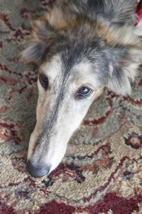Silken Windhound Dog Breed Information & Pictures – Dogtime