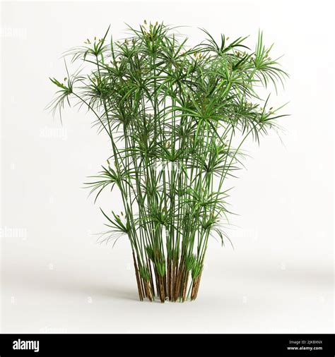 3d Illustration Of Cyperus Alternifolius Isolated On White Background