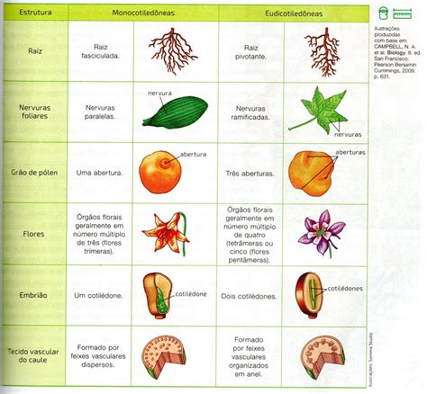 Caracteristicas Da Angiospermas - Biologia e Ciências na Cabeça!: Angiospermas