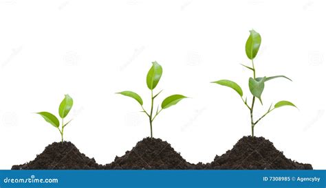 Evolution Of A Young Plant Royalty Free Stock Photo - Image: 7308985