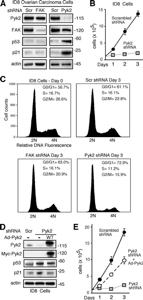 Pyk2 Regulation Of P53 And Id8 Ovarian Carcinoma Cell Growth A Pyk2 Download Scientific