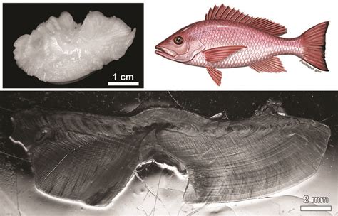 Illustration Of Red Snapper Lutjanus Campechanus And Of One Of The