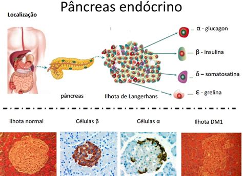 Onde é Produzido A Insulina