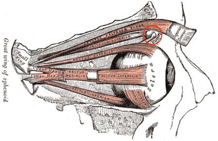 Trochlear Nerve | Definition, Anatomy & Function - Lesson | Study.com