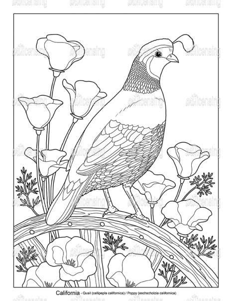 State Birds And Flowers Ca Art Licensing Bird Coloring Pages State