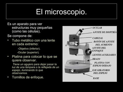 Las células seres vivos unicelulares PPT