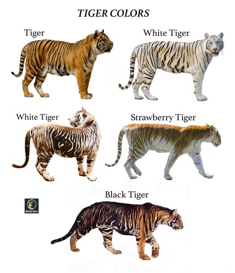 tigers  marvels  strength world deer