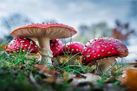 Funghi Tossici O Commestibili Ecco Come Riconoscere Quelli Buoni E