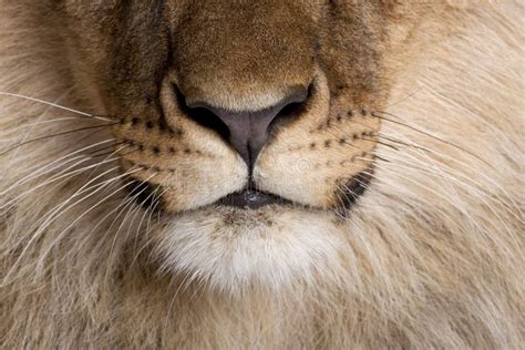 Close-up of Lion S Nose and Whiskers Stock Photo - Image of young ...