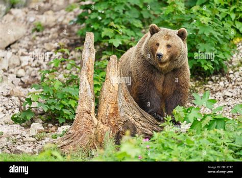 Eurasian Brown Bear European Brown Bear Ursus Arctos Arctos Adult