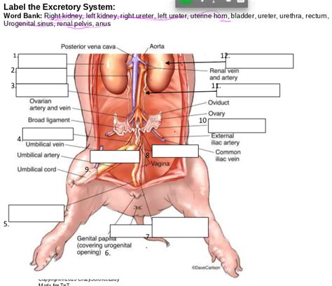 Pig Dissection Excretory System Diagram Quizlet