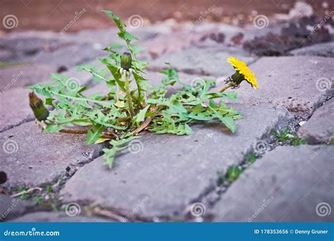 Yellow Dandelion Growing Through Cracks In Paving Stock Photo Image