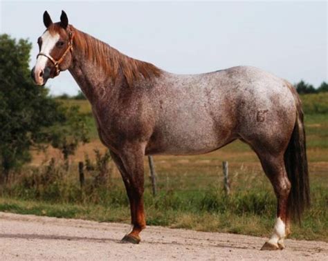 The Roan Horses: Red, Strawberry, and Blue Roans | Levo League