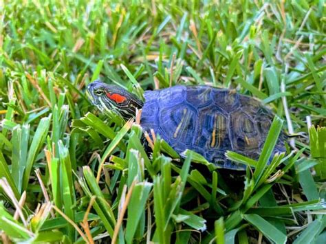 What Is A Baby Turtle Called? (Terms For Turtles In Different Stages)