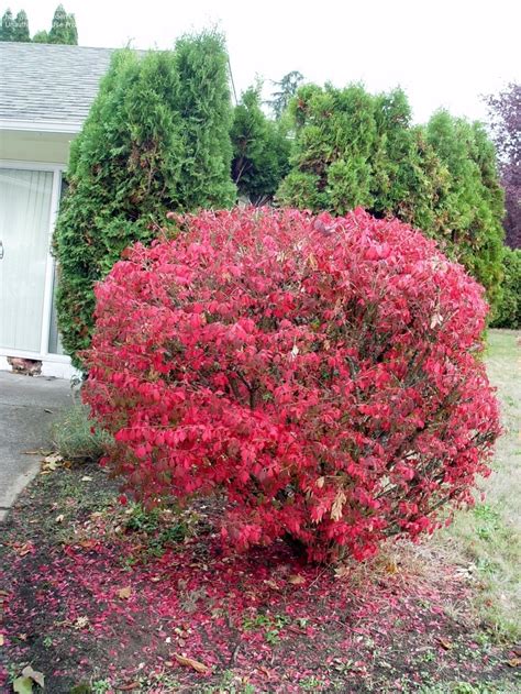 Plantfiles Pictures Euonymus Dwarf Burning Bush Cork Bush Winged Euonymus Compacta