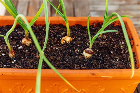 How to Grow Garlic in Containers