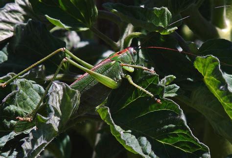 Free Picture Leaf Nature Grasshopper Insect Flora Garden Invertebrate Arthropod