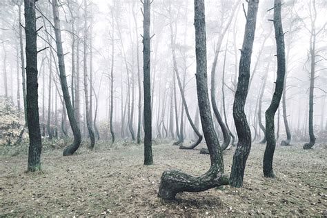 5 Hutan Tercantik Di Dunia Untuk Di Lawati Pelancongan Explorasa