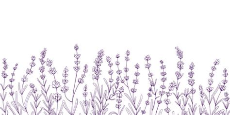 Lavender Flower Border Design