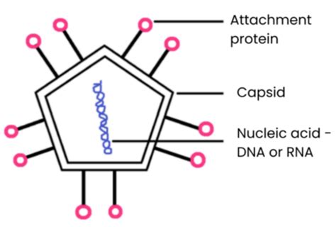 Structure Of Prokaryotic Cells And Of Viruses Flashcards Quizlet